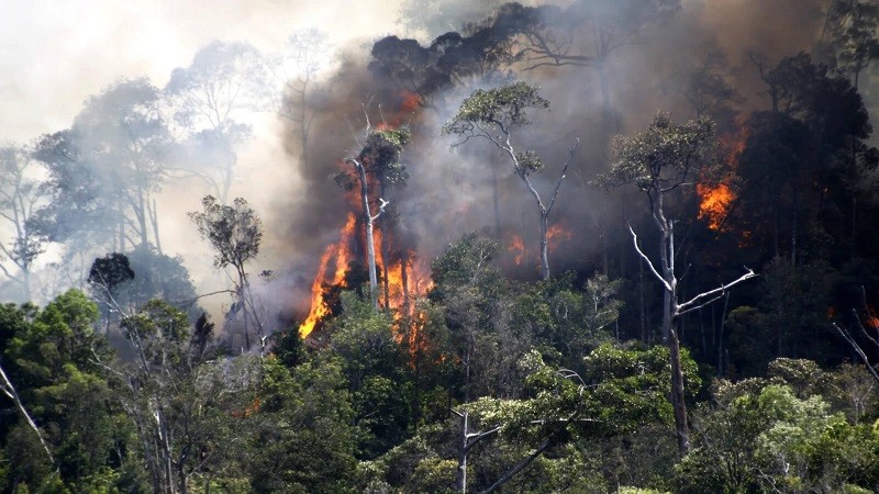 Kebakaran Hutan Alami