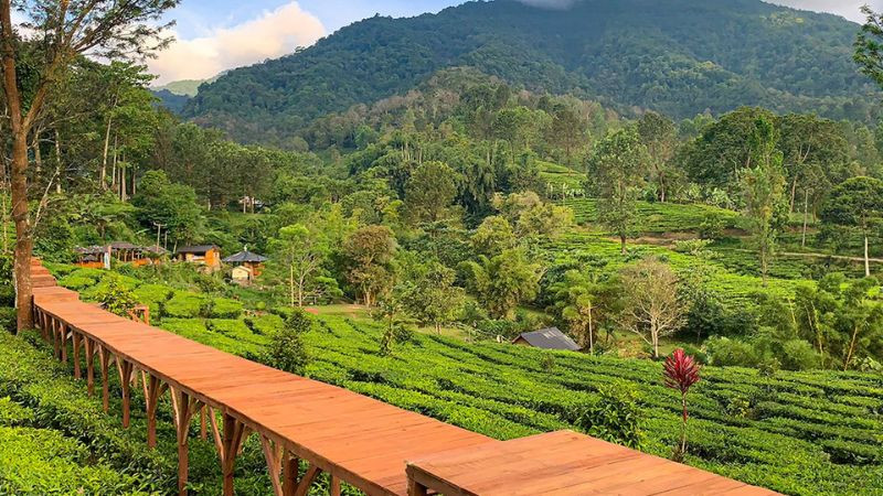 Gunung Mas Puncak