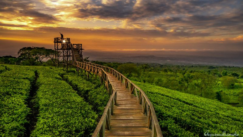 Kebun Teh Wonosari