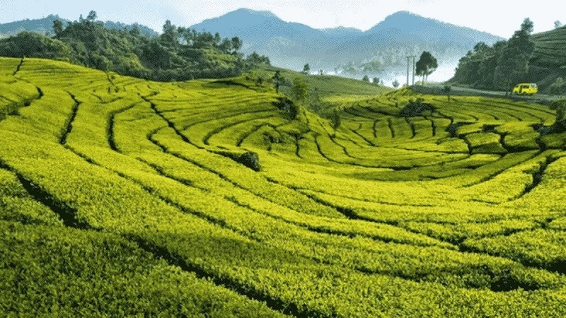 Puncak Bogor