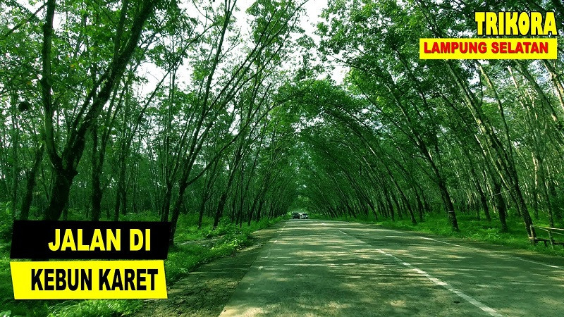 Kebun Karet Trikora