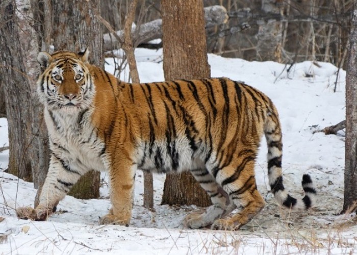 harimau