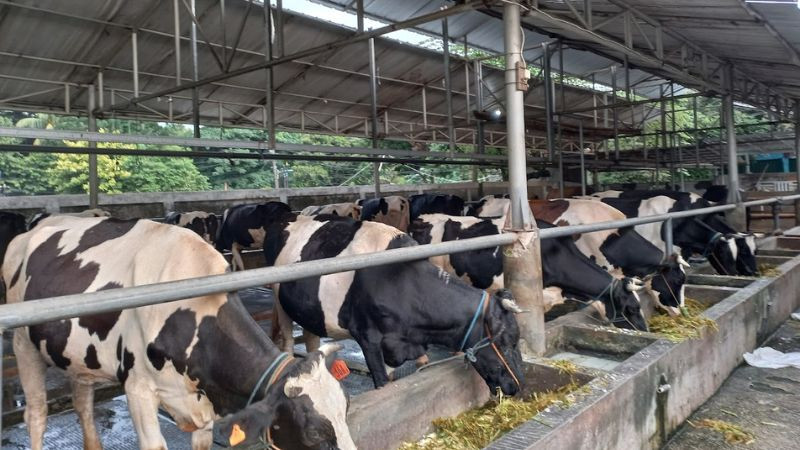 Cibugary Farm