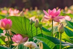 15 Contoh Tumbuhan Higrofit yang Mudah Ditemukan di Sekitar Kita