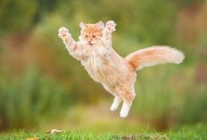 5 Daur Hidup Kucing dari Anak Sampai Dewasa