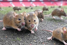 Jorok! Old Trafford Dapat Nilai 2 Bintang dari Inspektur Kebersihan, Banyak Tikus Berkeliaran