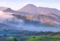 15 Penginapan Murah di Bogor Dekat Tempat Wisata Terbaru 2025