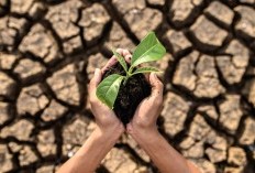 14 Dampak Perubahan Iklim yang Semakin Mengkhawatirkan