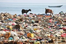 9 Dampak Pencemaran Tanah Untuk Kesehatan dan Ekosistem