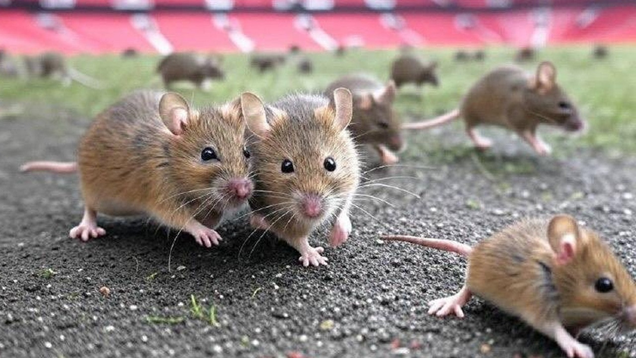 Jorok! Old Trafford Dapat Nilai 2 Bintang dari Inspektur Kebersihan, Banyak Tikus Berkeliaran